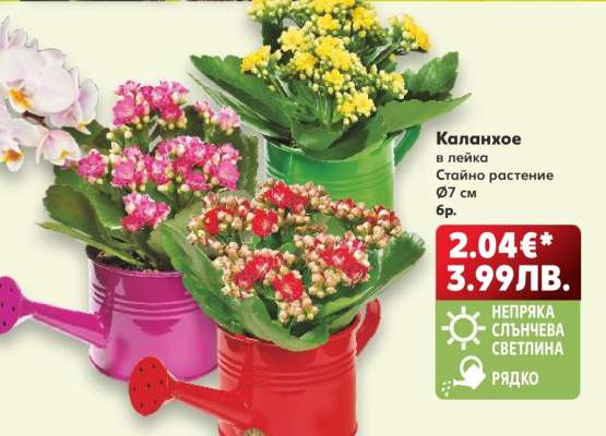 Каланхое