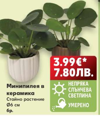 Минипилея в керамика
