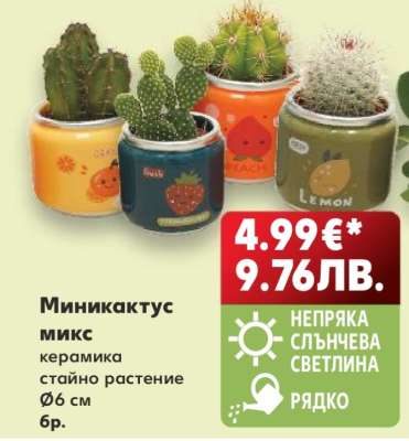 Миникактус микс