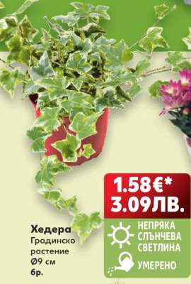 Хедера
