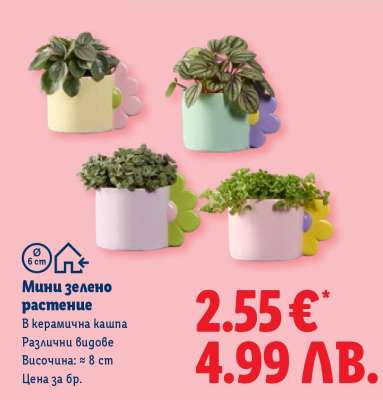 Мини зелено растение