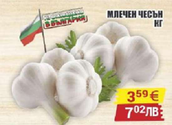 Млечен чесън