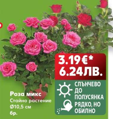 Роза микс