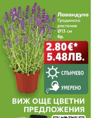 Лавандула