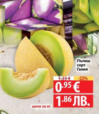 Пъпеш сорт Галя