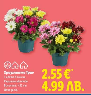 Хризантеми Трио