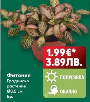 Фитония