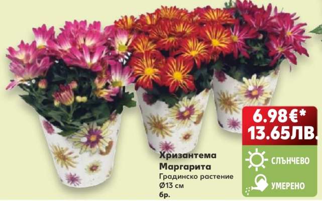Хризантема Маргарита