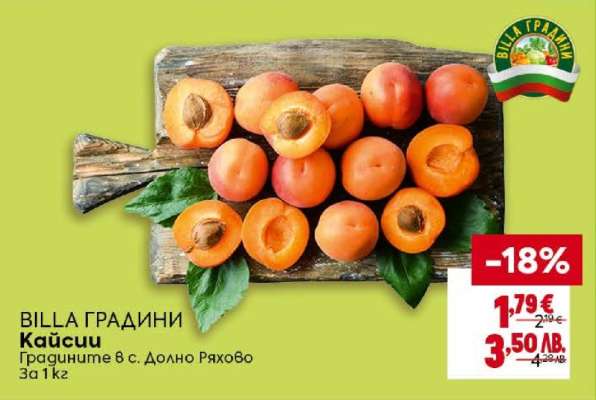 Кайсии