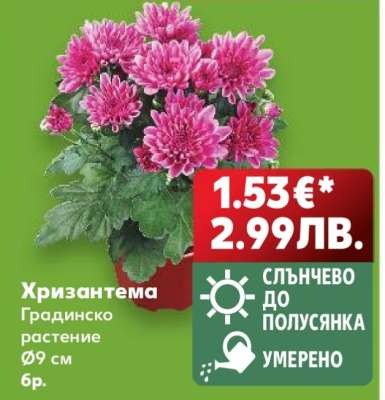 Хризантема