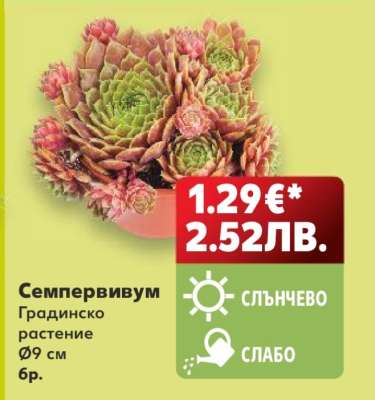 Семпервивум