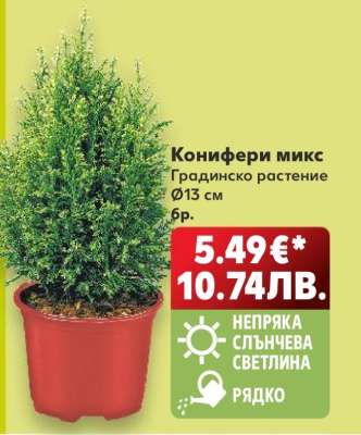 Конифери микс