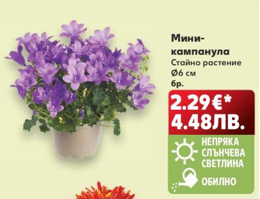 Мини-кампанула