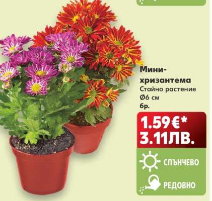 Мини-хризантема