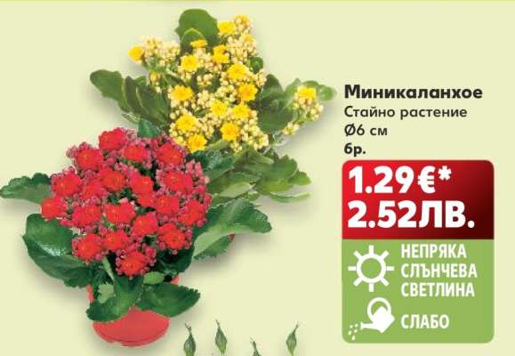 Миникаланхое
