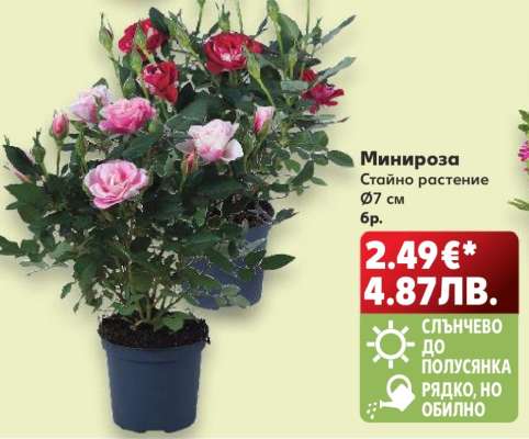 Минироза