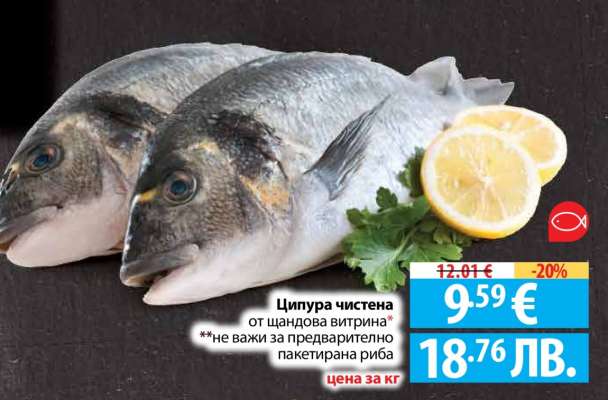 Ципура чистена