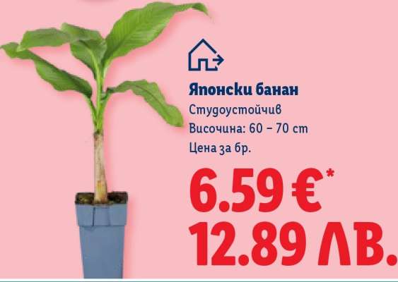 Японски банан