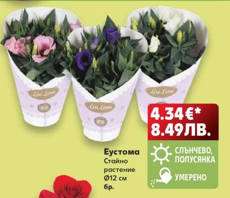Еустома