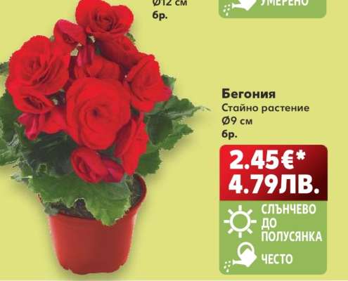 Бегония