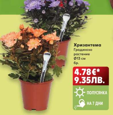 Хризантема