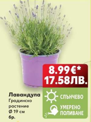 Лавандула