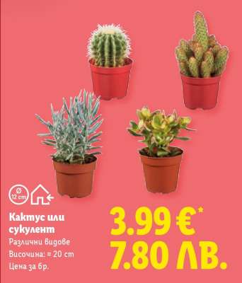 Кактус или сукулент