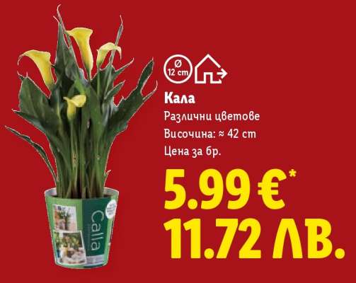 Кала