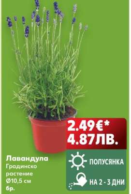 Лавандула