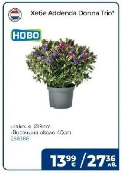 Хебе Addenda Donna Trio