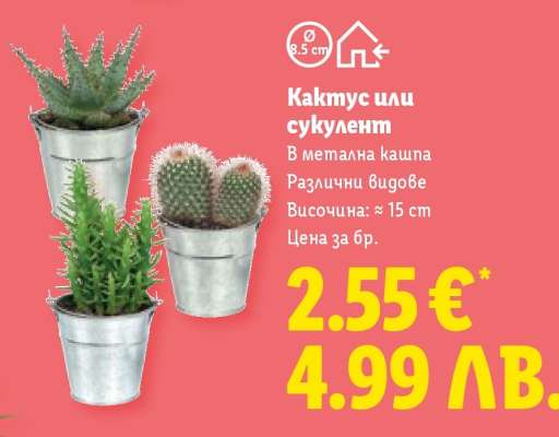 Кактус или сукулент
