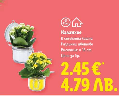 Каланхое