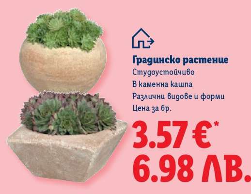 Градинско растение