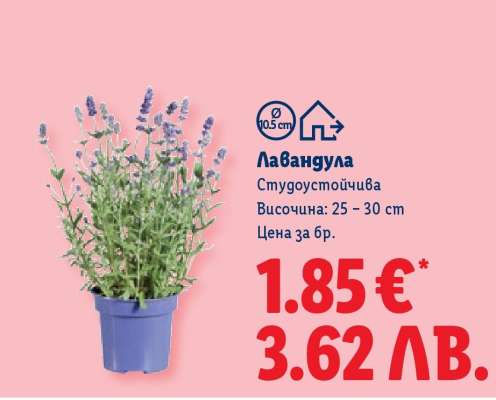 Лавандула
