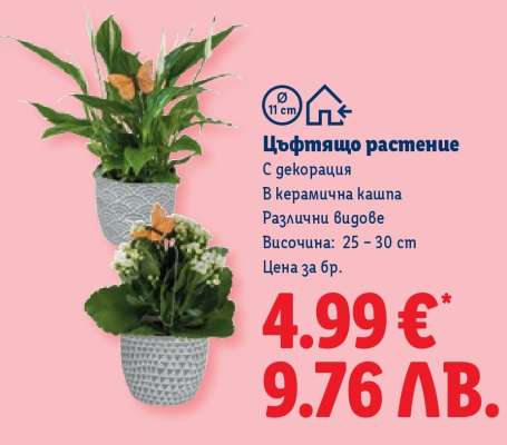 Цъфтящо растение