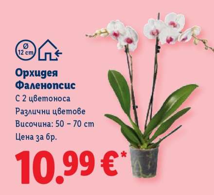 Орхидея Фаленопсис