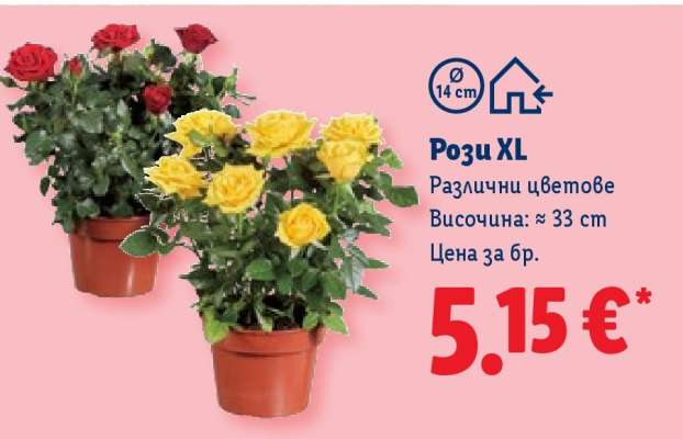 Рози XL
