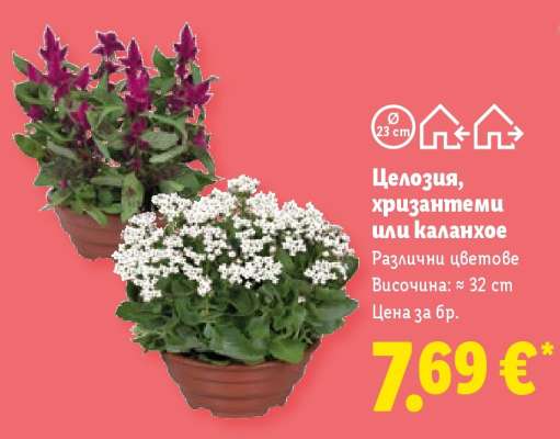Целозия, хризантеми или каланхое