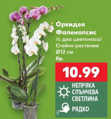 Орхидея Фаленопсис