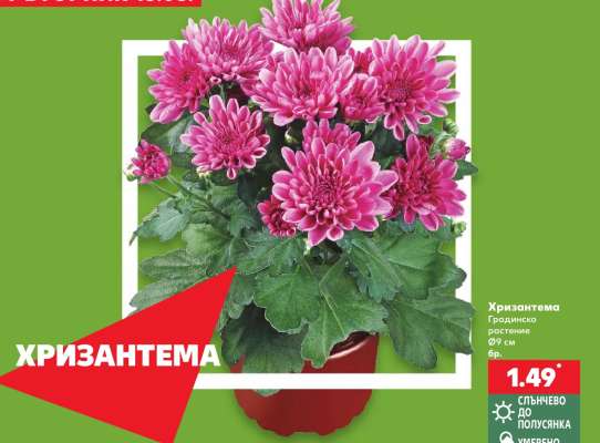 Хризантема
