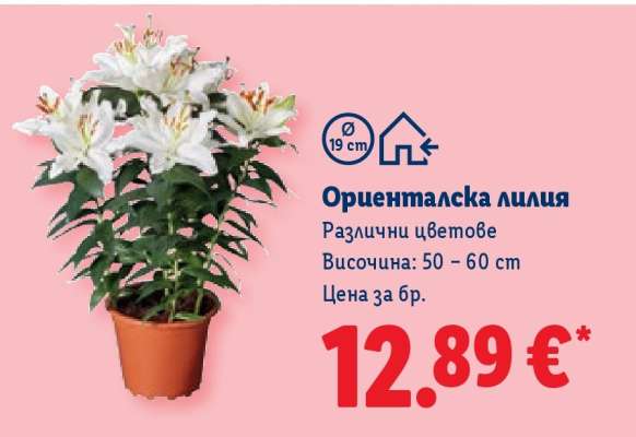 Ориенталска лилия