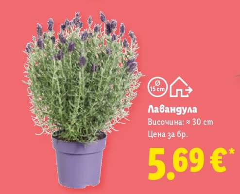Лавандула