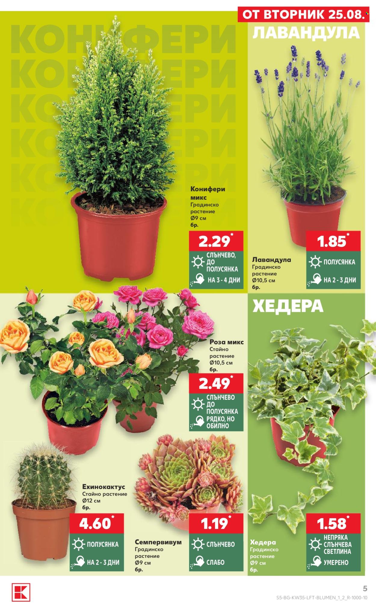 Брошура на Кауфланд - 24.08.2026 - 30.08.2026. Страница 5