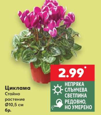 Циклама
