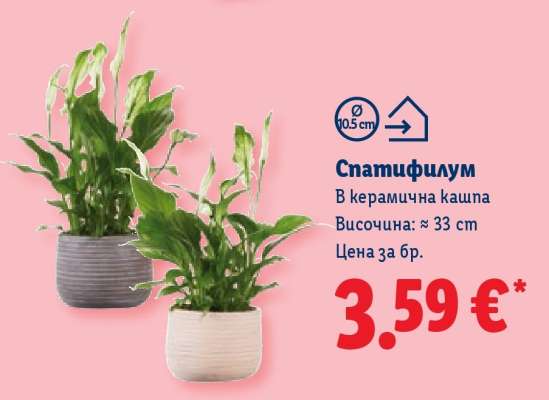 Спатифилум