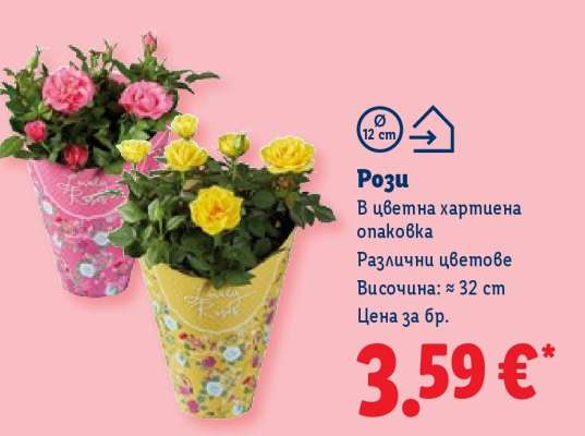 Рози