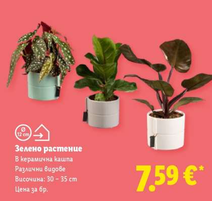Зелено растение