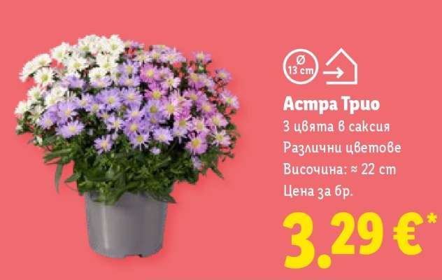 Астра Трио