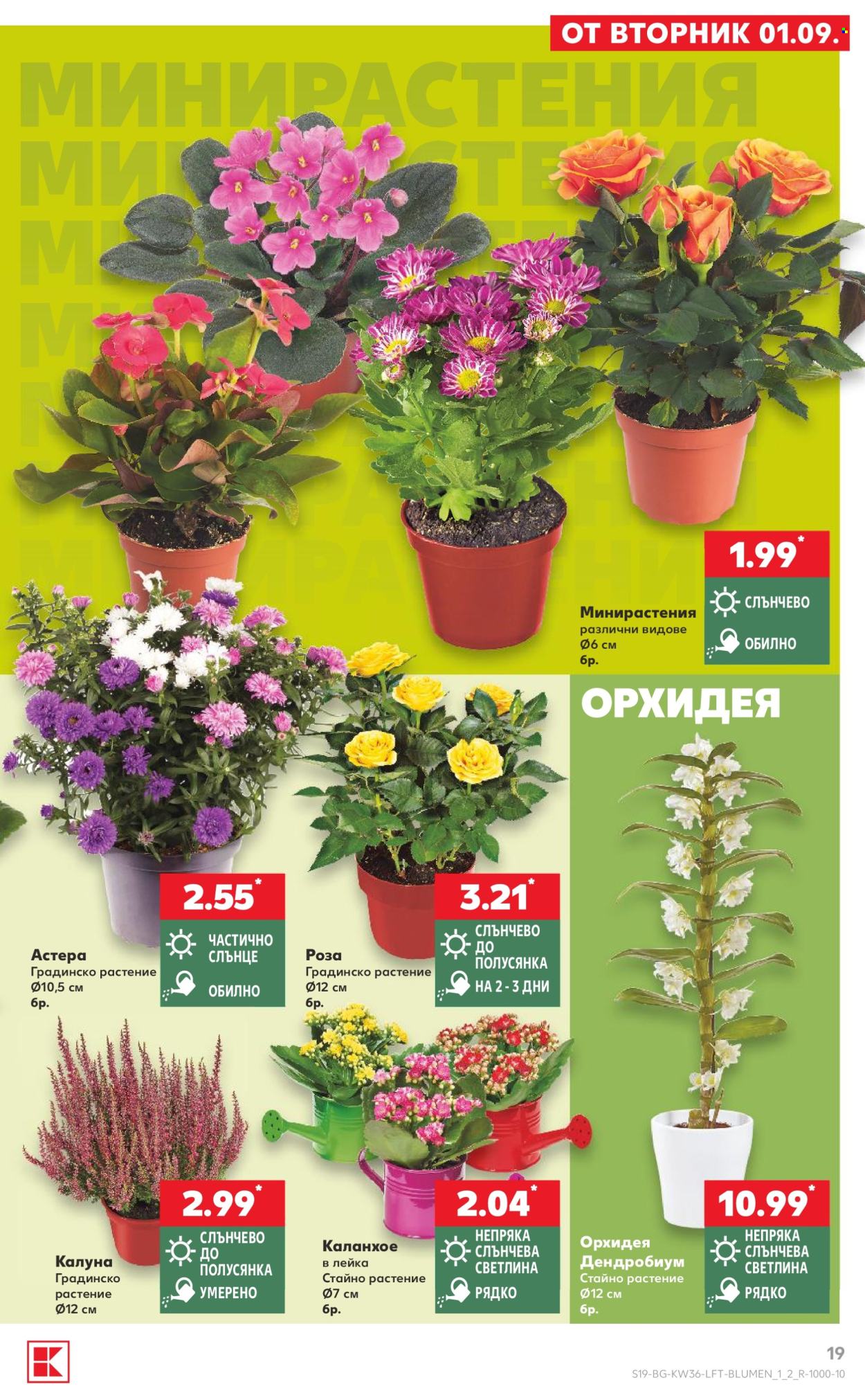 Брошура на Кауфланд - 31.08.2026 - 06.09.2026. Страница 19