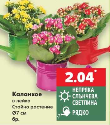 Каланхое